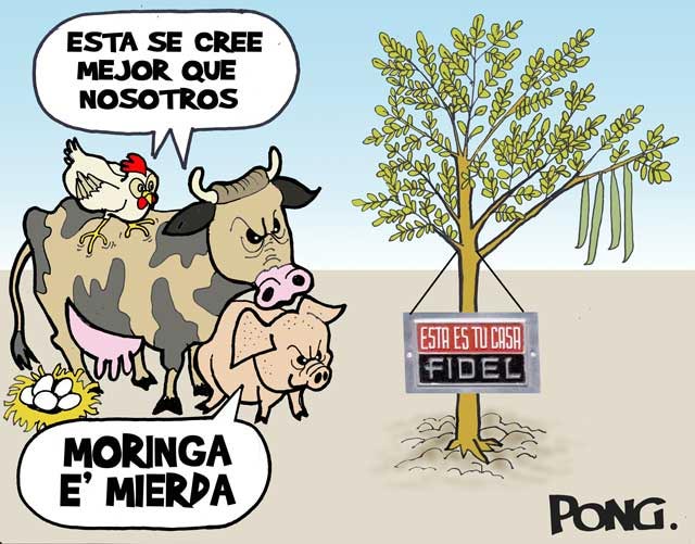 moringa_del_loco.jpg (640×501)