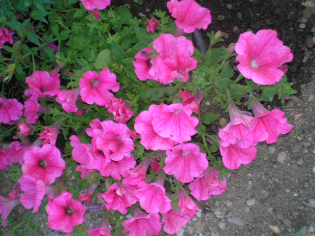 FLORES DIVINAS 024 - LUZ DE AMOR LUZ DE DIOS - Gabitos