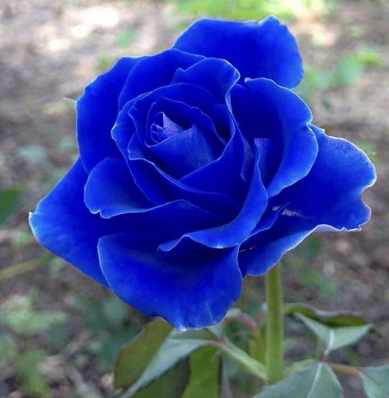 Rosa de azul intenso