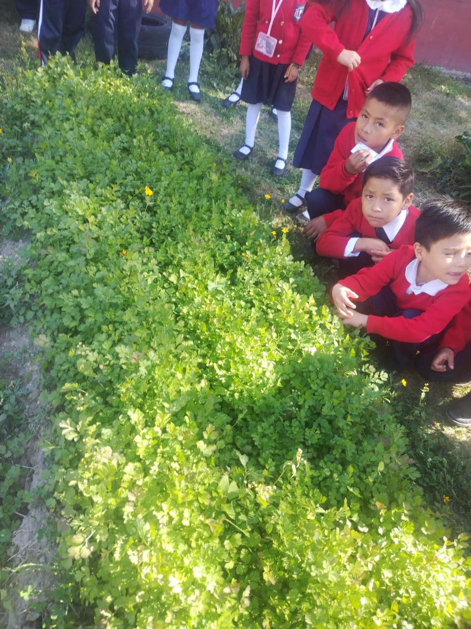 COSECHANDO CILANTRO